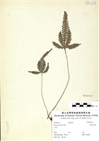 藏品(翅柄鳳尾蕨)的圖片